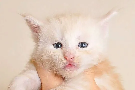 Śliczny kocurek Maine Coon - LEGALNA HODOWLA PZF/WCF, Podlaskie, Białystok
