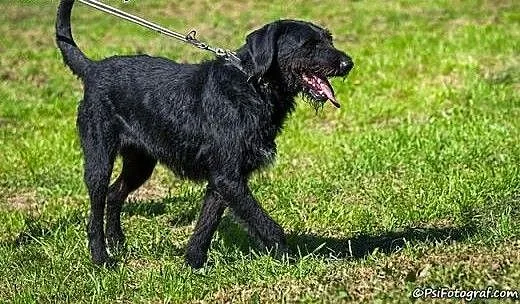 Sznaucerowata, śliczna brunetka - Fifi :), lubels