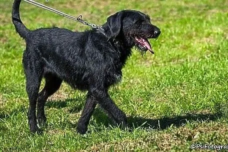 Sznaucerowata, śliczna brunetka - Fifi :),  lubels