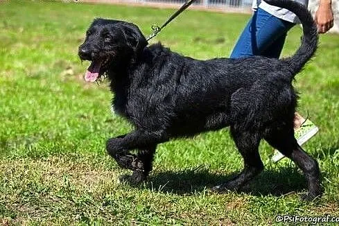 Sznaucerowata, śliczna brunetka - Fifi :),  lubels