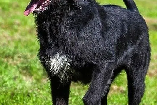 Sznaucerowata, śliczna brunetka - Fifi :),  lubels