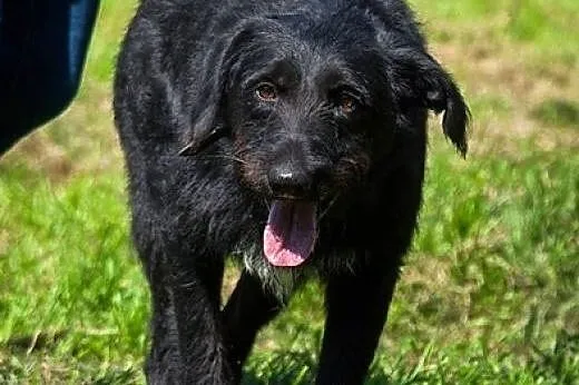 Sznaucerowata, śliczna brunetka - Fifi :),  lubels
