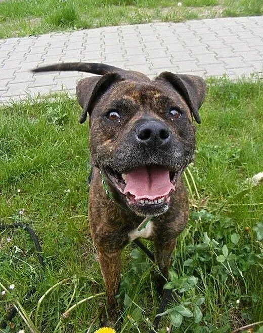 PIPI uroczy mix amstaffa do adopcji POZNAŃ, wielk