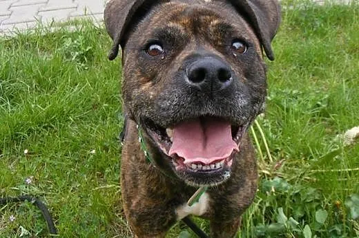 PIPI uroczy mix amstaffa do adopcji POZNAŃ,  wielk