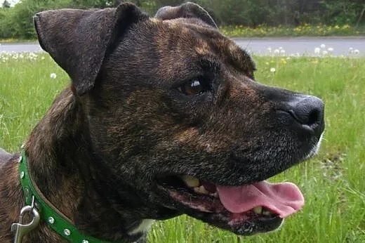 PIPI uroczy mix amstaffa do adopcji POZNAŃ,  wielk