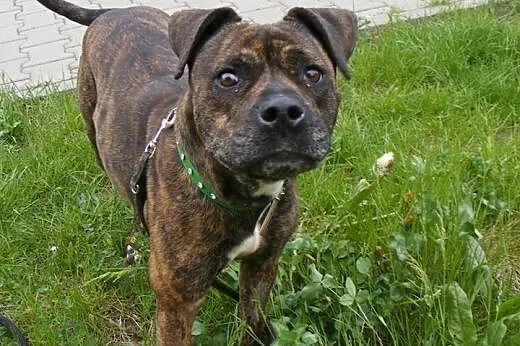 PIPI uroczy mix amstaffa do adopcji POZNAŃ,  wielk