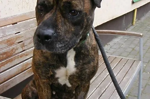 PIPI uroczy mix amstaffa do adopcji POZNAŃ,  wielk