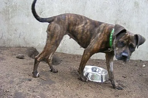 PIPI uroczy mix amstaffa do adopcji POZNAŃ,  wielk