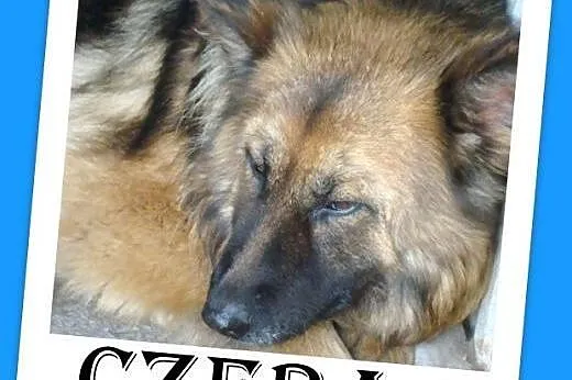 Owczarek niem.długowłosy,spokojna,łagodna suczka CZERA.Adopcja,  łódzkie Łódź