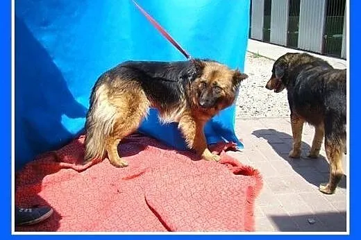 Owczarek niem.długowłosy,spokojna,łagodna suczka C