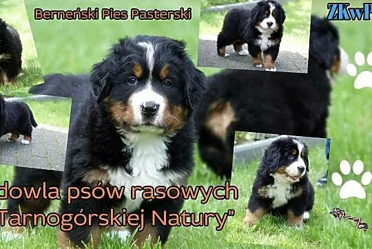 ZkwP - Berneński Pies pasterski - FCI, Tarnowskie Góry