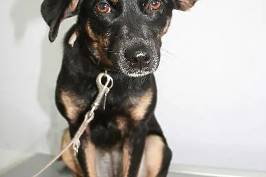 MELA - roczna, 9 kg śliczna sunia do adopcji,  maz