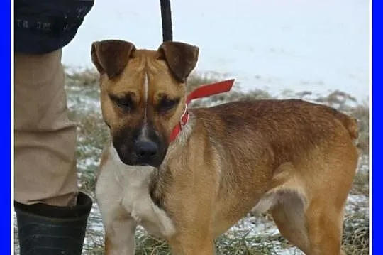 TYSON boksiowaty pies, sympatyczny, przyjacielski_Adopcja_