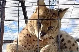 Serwal serval samiec