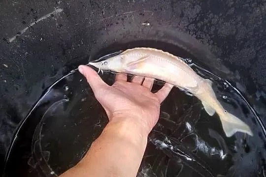 RYBY NARYBEK AMUR KARAŚ KOLOROWY JESIOTR, Wielkopolskie, Konin