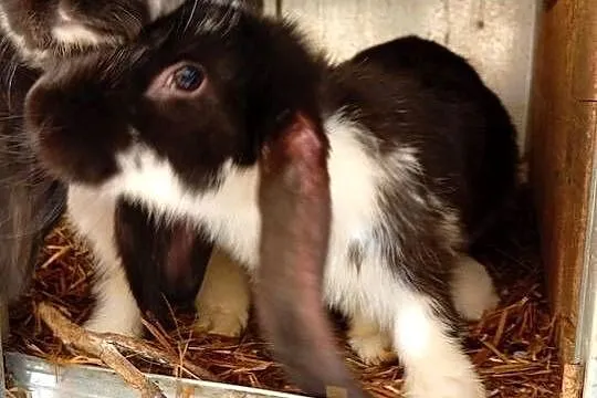 Sprzedam króliki barany francuskie i belgijskie, Mazowieckie, Sadkowo