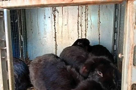 Sprzedam króliki barany francuskie i belgijskie, Mazowieckie, Sadkowo