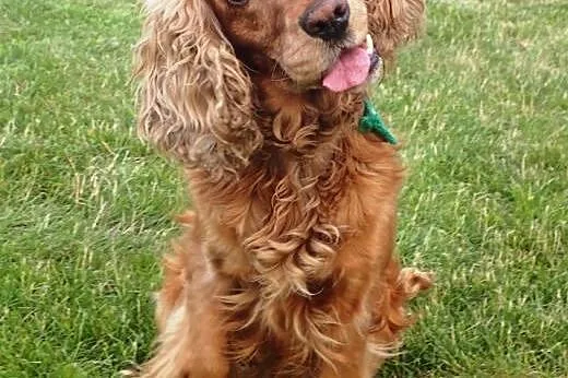 Dusia 3 letnia spanielka,  mazowieckie Warszawa