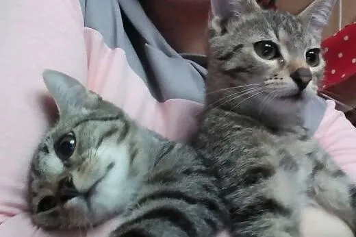 Wyrzucona koteczka z dwoma maluchami,  mazowieckie