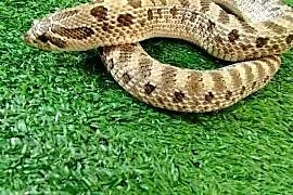 Samica dorosła Heterodon zachodni