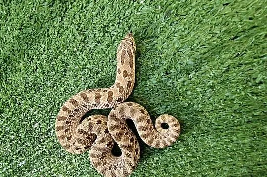 Samica dorosła Heterodon zachodni, Pomorskie, Rumia