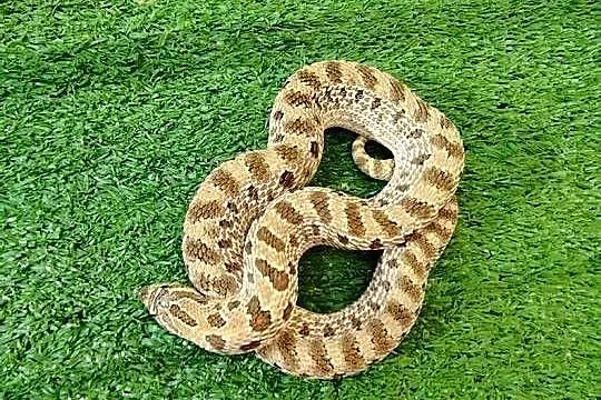 Samica dorosła Heterodon zachodni, Pomorskie, Rumia