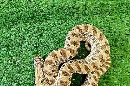 Samica dorosła Heterodon zachodni, Pomorskie, Rumia