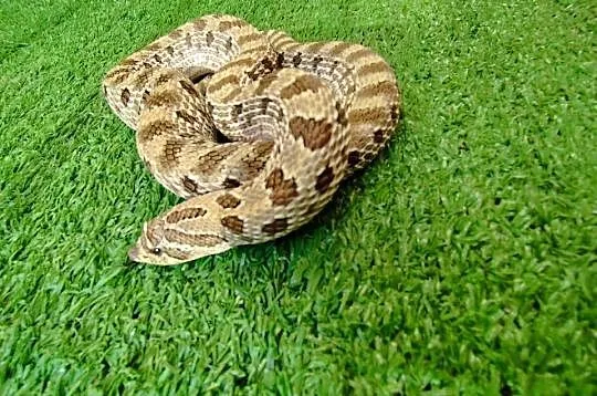 Samica dorosła Heterodon zachodni, Pomorskie, Rumia