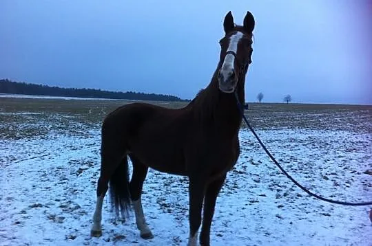 KWPN - klacz malowana - zaprzęg + siodło