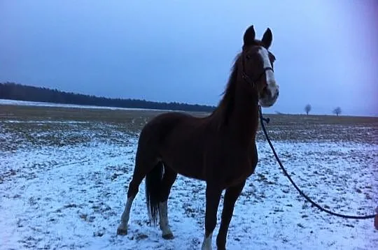 KWPN - klacz malowana - zaprzęg + siodło