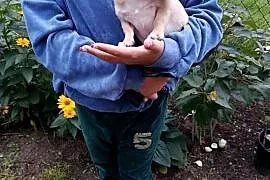 Chihuahua – piesek szuka kochającego domu