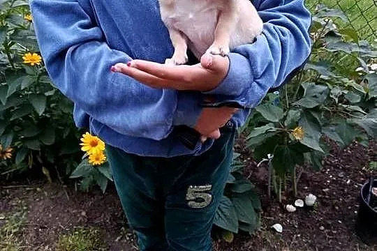 Chihuahua – piesek szuka kochającego domu