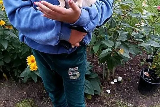Chihuahua – piesek szuka kochającego domu, Mazowieckie, Płońsk
