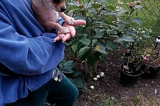 Chihuahua – piesek szuka kochającego domu, Mazowieckie, Płońsk