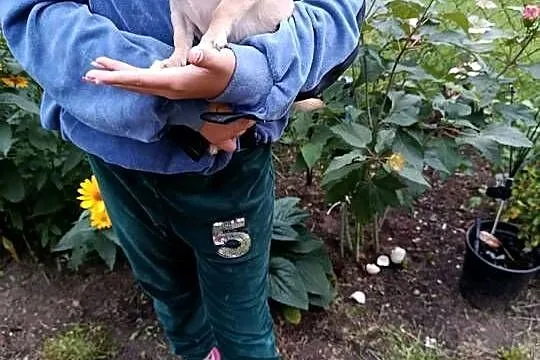 Chihuahua – piesek szuka kochającego domu, Mazowieckie, Płońsk