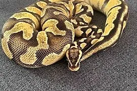 Python Regius | Samica | Super Pastel Gravel