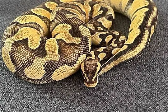 Python Regius | Samica | Super Pastel Gravel