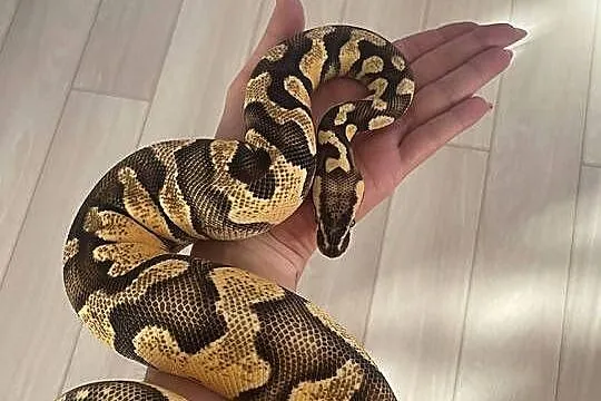 Python Regius | Samica | Super Pastel Gravel, Mazowieckie, Warszawa