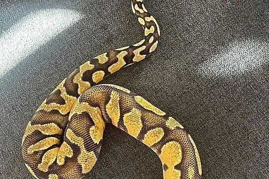 Python Regius | Samica | Super Pastel Gravel, Mazowieckie, Warszawa