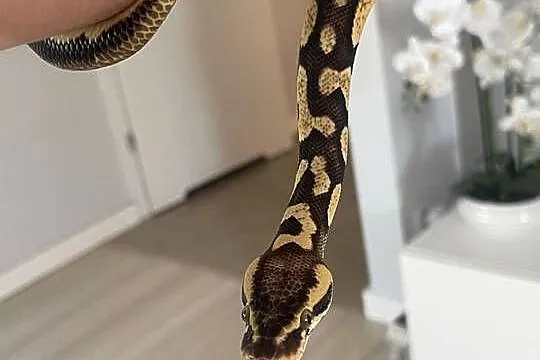 Python Regius | Samica | Super Pastel Gravel, Mazowieckie, Warszawa