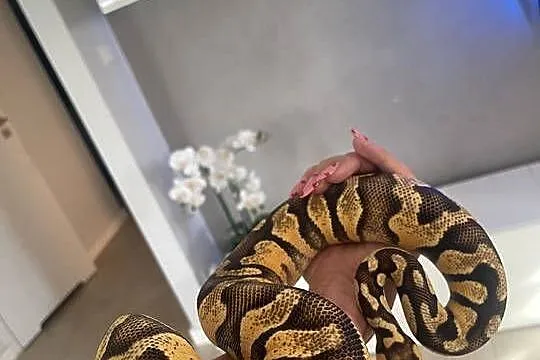 Python Regius | Samica | Super Pastel Gravel, Mazowieckie, Warszawa