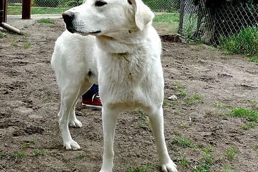 Maks - łagodny, młody w typie labka ,  mazowieckie Warszawa