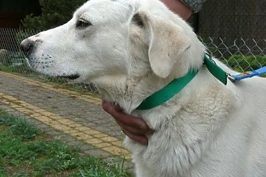 Maks - łagodny, młody w typie labka ,  mazowieckie