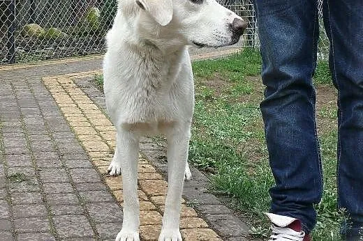 Maks - łagodny, młody w typie labka ,  mazowieckie