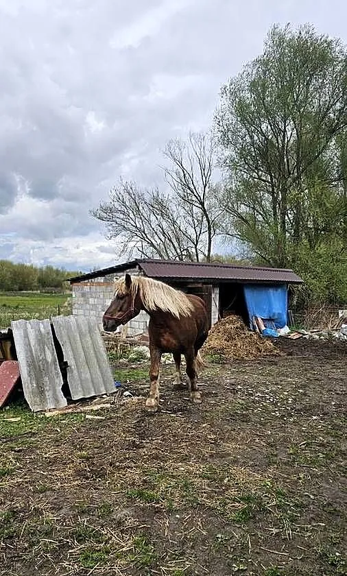 Sprzedam klacz rasy Z K 4 lata spokojna zaprzęgania 12 500, Świętokrzyskie, Sandomierz