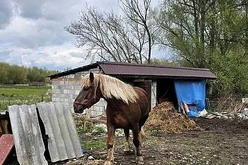 Sprzedam klacz rasy Z K 4 lata spokojna zaprzęgania 12  500, Świętokrzyskie, Sandomierz