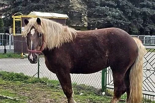 Sprzedam klacz rasy Z K 4 lata spokojna zaprzęgania 12  500, Świętokrzyskie, Sandomierz