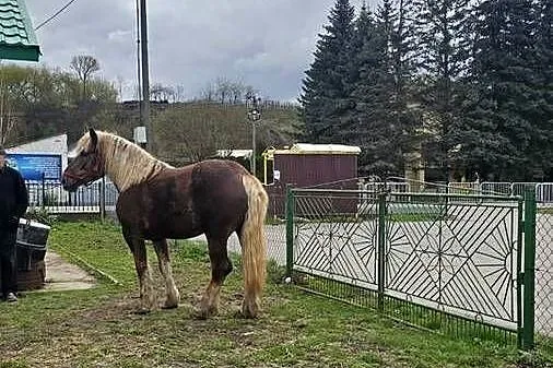 Sprzedam klacz rasy Z K 4 lata spokojna zaprzęgania 12  500, Świętokrzyskie, Sandomierz