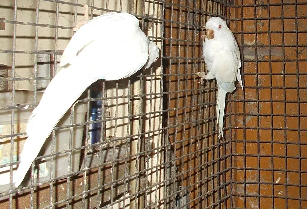 mnicha nizinna albino, Wielkopolskie, Kościan