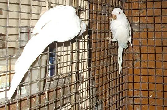 mnicha nizinna albino, Wielkopolskie, Kościan
